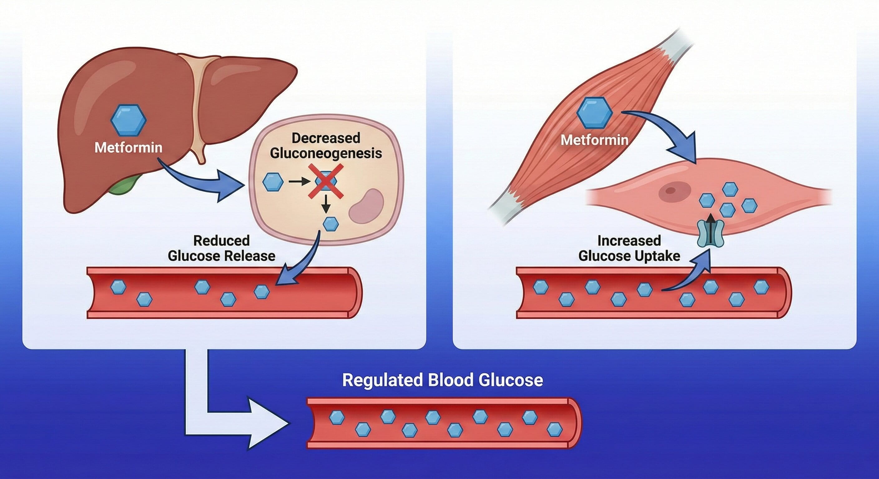 Diagram showing the mechanism of action of PDE5 inhibitors in penile blood vessels